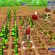 The protagonist harvests tomatoes on the Farm Dragon land plot.